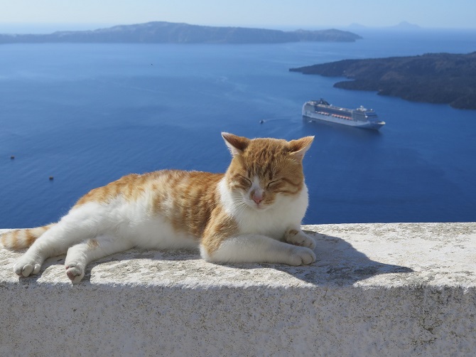 Santorīni ceļojums kaķi